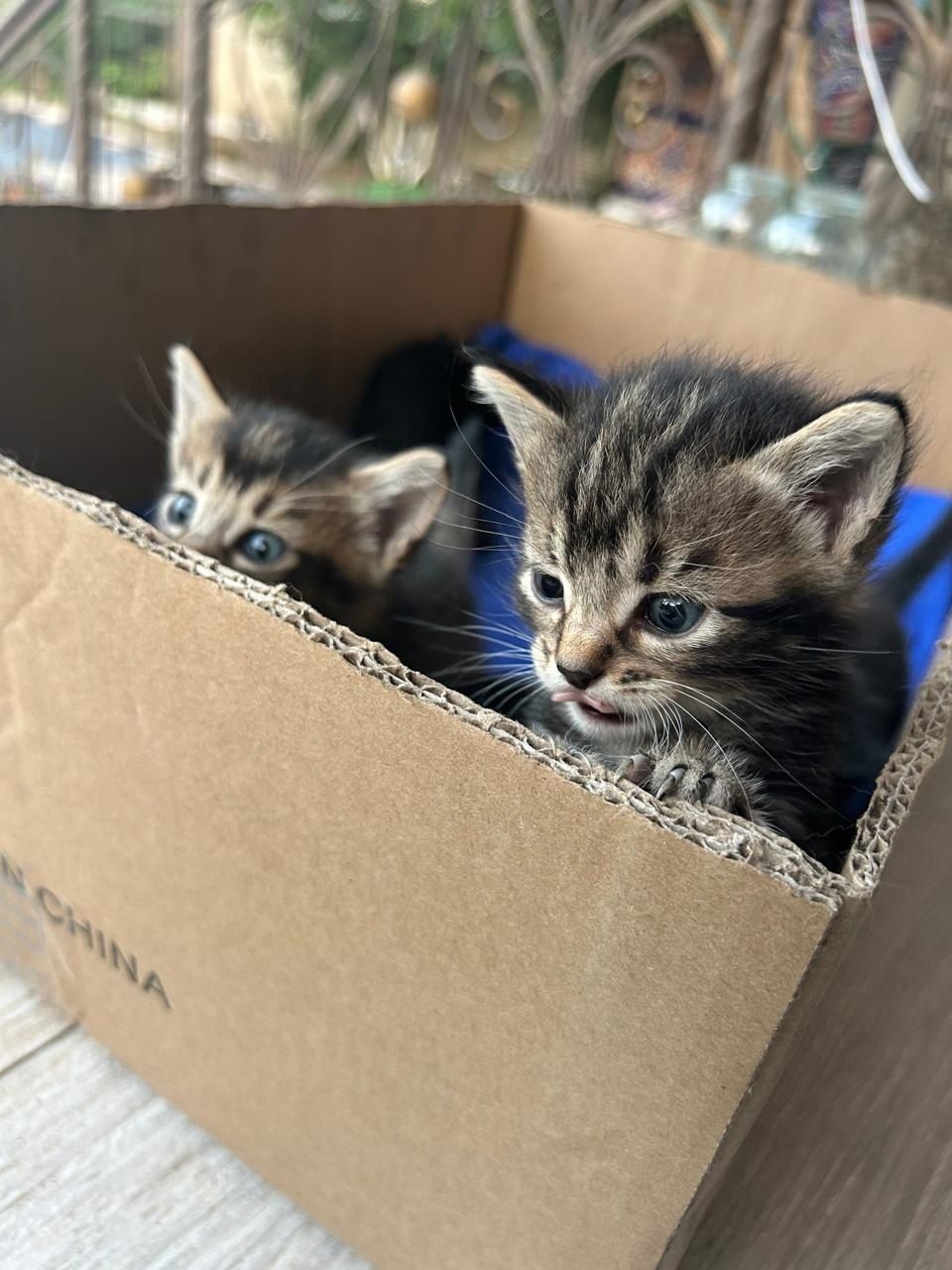 Котят раздаем (6 котят)