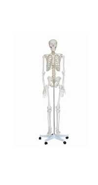 Макет "Скелета человека анатомический 170 см"