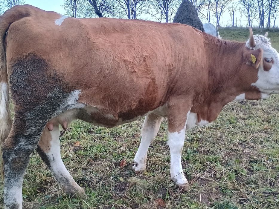 Vând junincă gestantă in opt luni