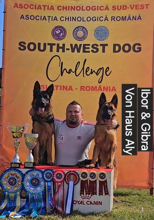 Pui Ciobanesc German - linie de show