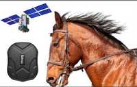Жылқыға жпс / GPS для лошадей