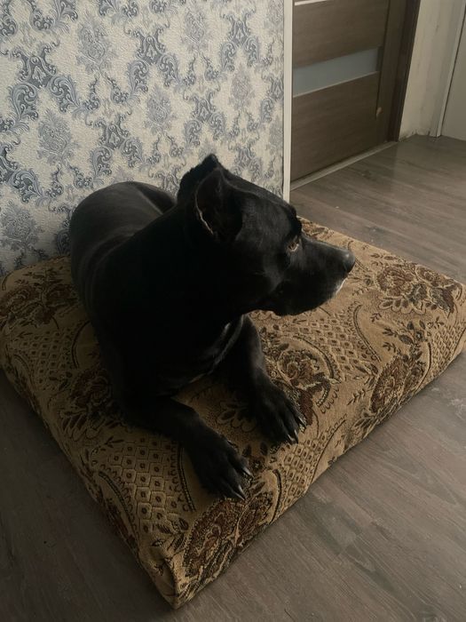 Отдам в хорошие руки стаффорда