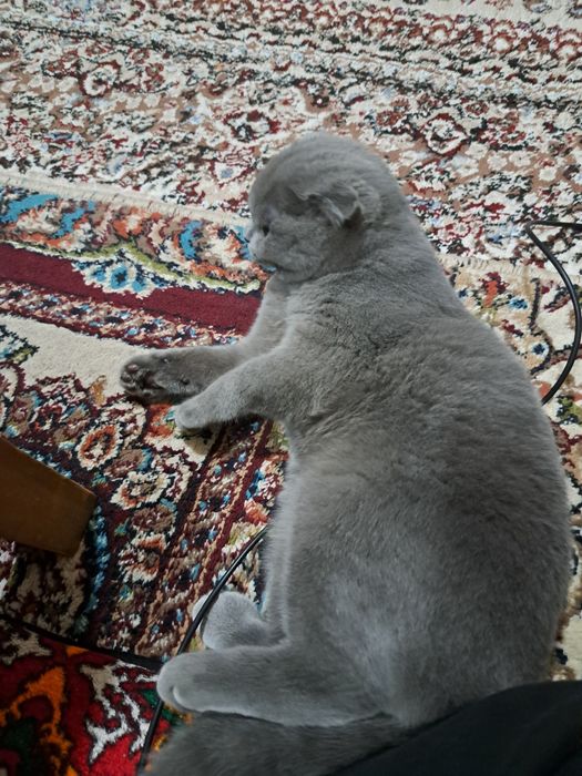 Пушистый серого цвета