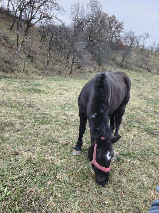 Vând mânză de 3 ani învățată la caruta