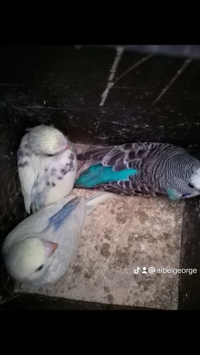 Papagali peruși Dâmbovița