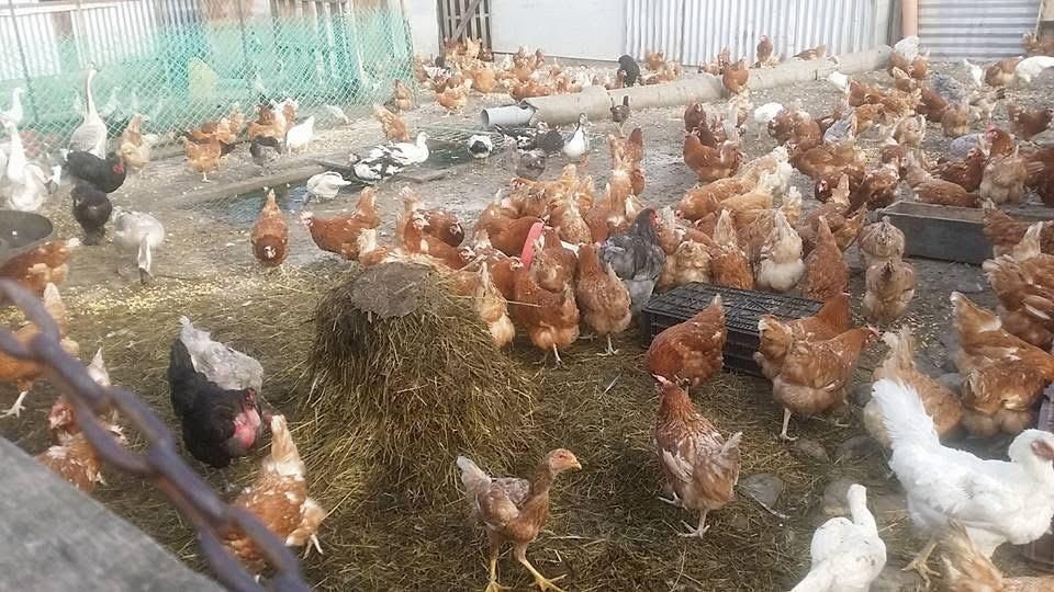 Gaini ouătoare roși puicuțe tinere crescut pe sol