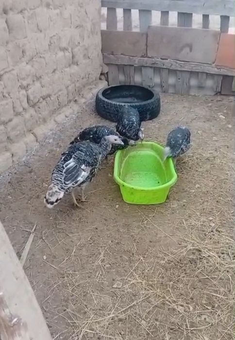 Осындай курке тауык сатылады или обмен ешкиге