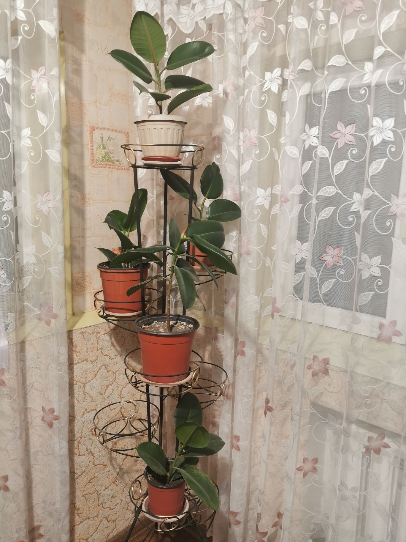 Фикус                                             .
