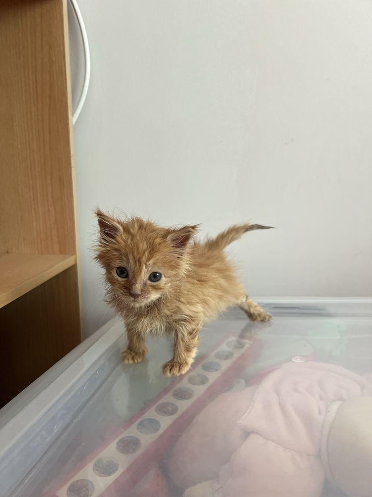 Подарява се мъжко коте.