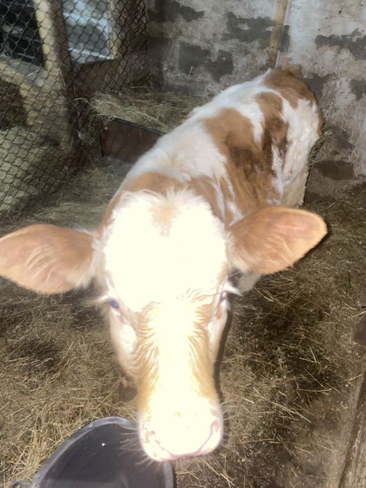 Vând vițel. Sat Șerel. Com Pui