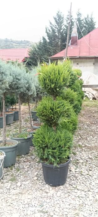 Plante decorative și copaci pentru grădina ta