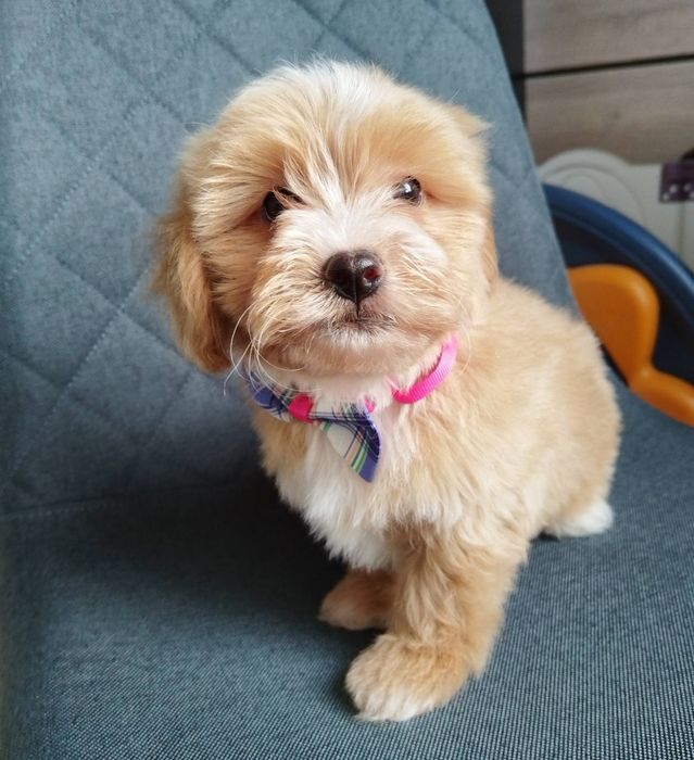 Shih-poo dogs/mini poodle
