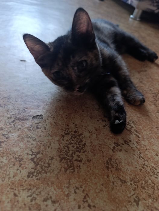 Отдам кошечку в хорошие руки !