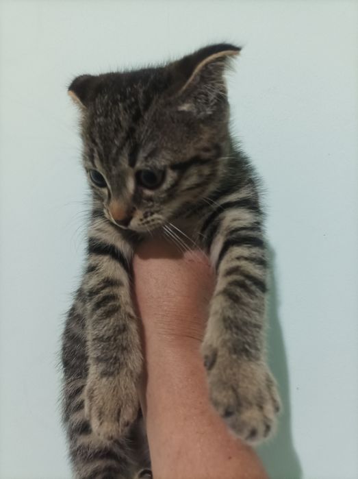 Британская короткашерстная