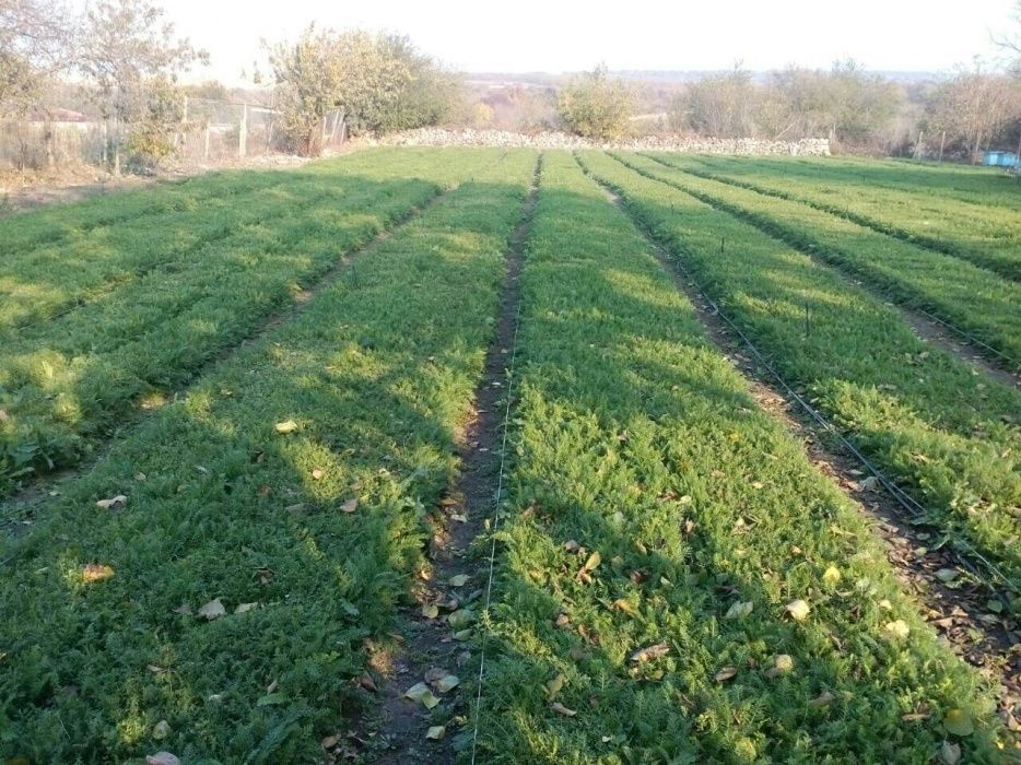 Продавам разсад Бял равнец сорт ПРОА и масло от бял равнец