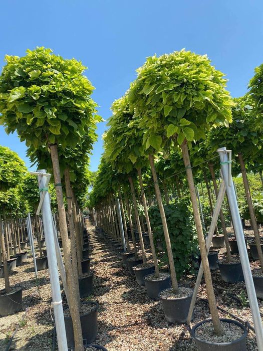 Plante ornamentale tei stejar platani