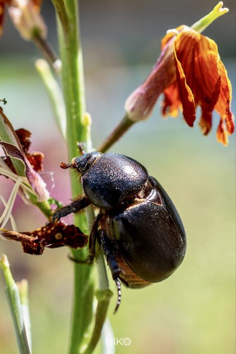 Макро обектив Nikon AF-S DX Micro Nikkor 40mm f/2.8G