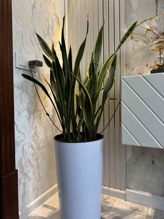 Продаються комнатные цветы