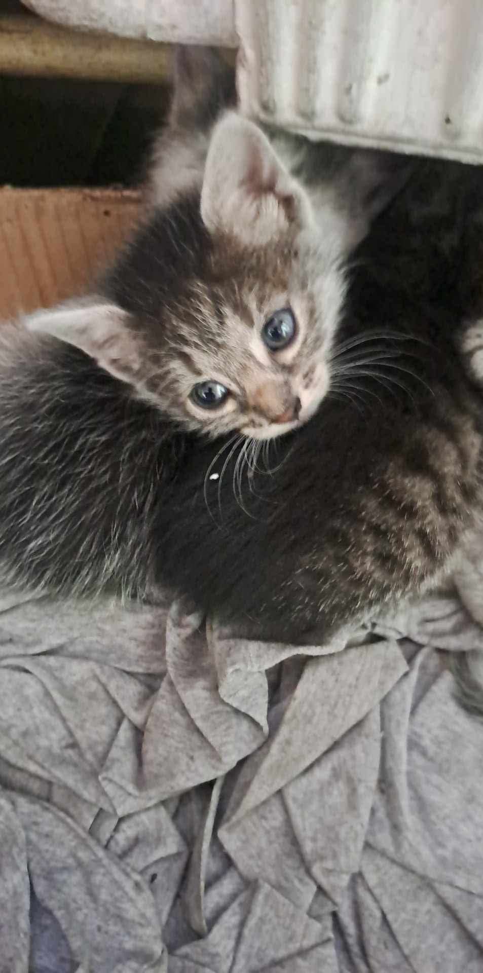 Котета търсят дом