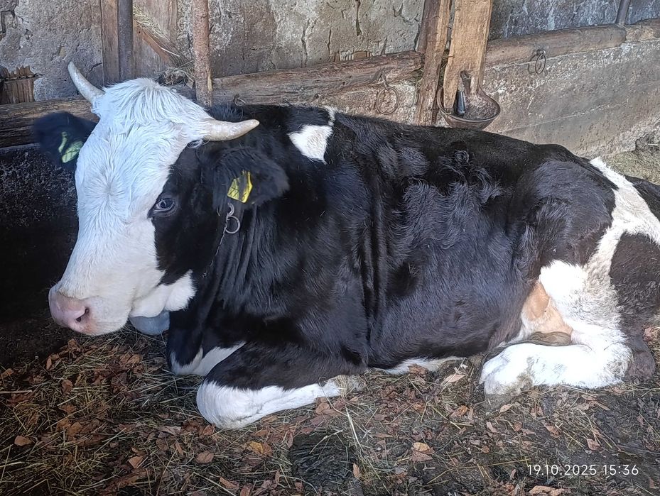 Vând Vacă Gestantă