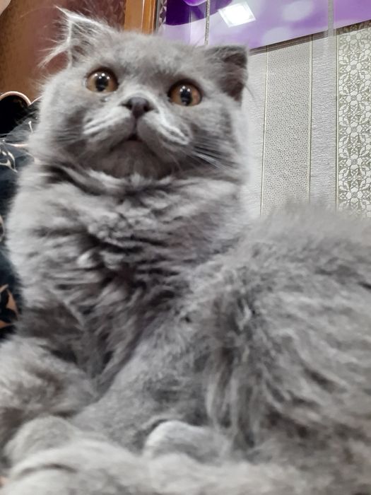 Скоттиш  страй ўғил мушуклар сотилади