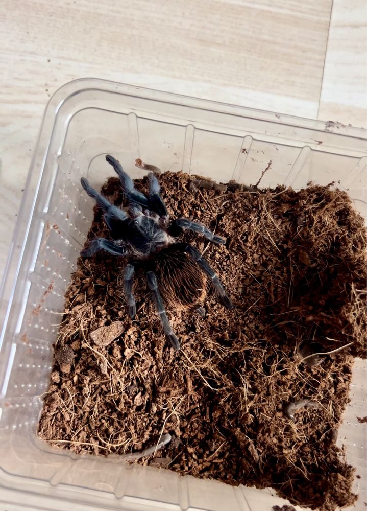 OFERTA Tarantule dimensiuni medii si mari