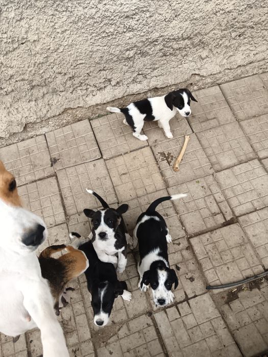 Donez căței cu mama Beagle