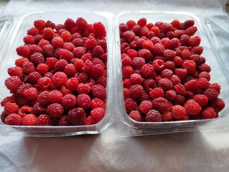 Zmeură bio de vânzare