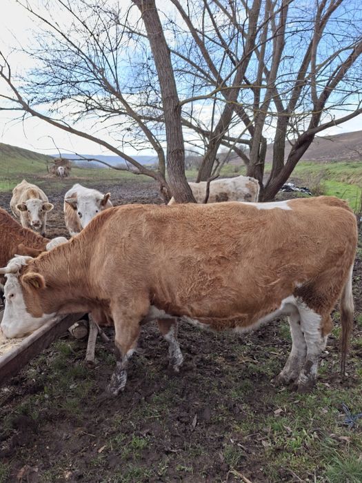 Vând vacii bălțate