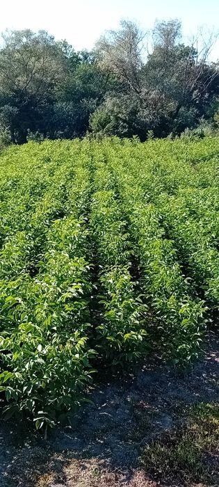 Vand pomi fructiferi