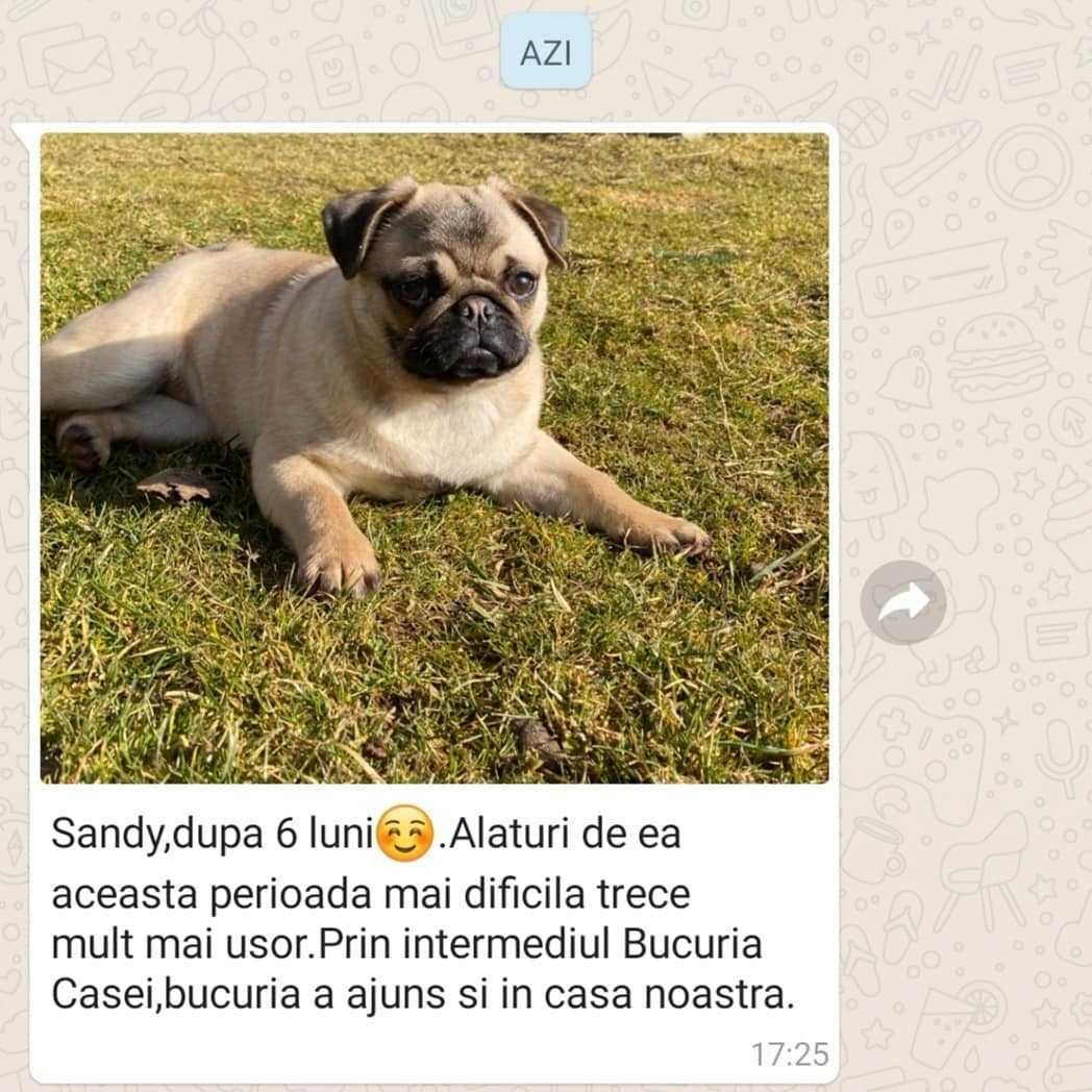 Pui rasa Pug/Mops