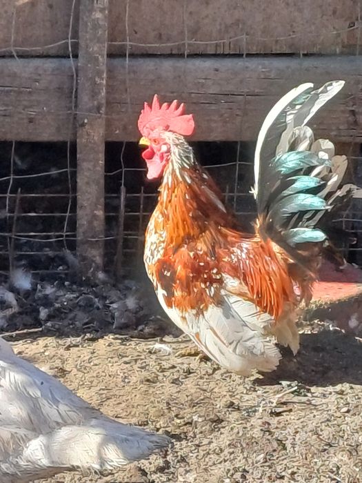 Vând cocoșei pitici