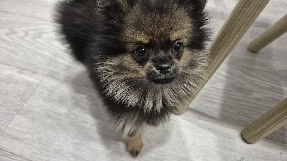 Спешно Померанче