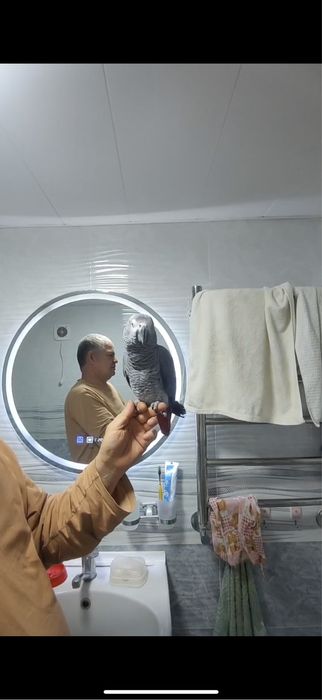 Продаю Жако попугай