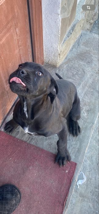 Donez cane corso
