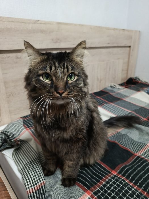 Отдам кота в хорошие руки + принадлежности для кота