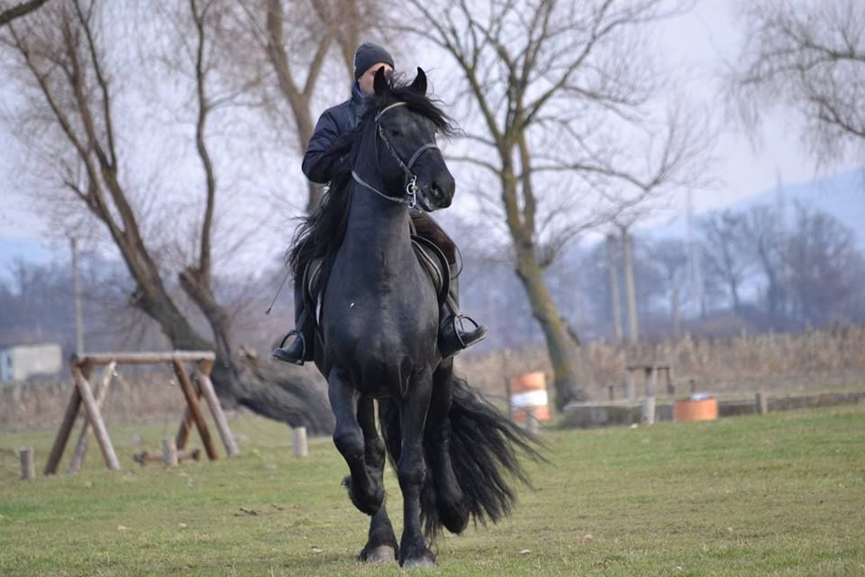 Armasar Friesian Echitație