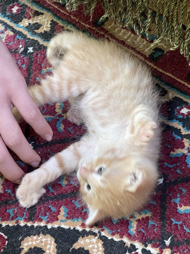 Отадю котят даром в добрые и ответственные руки!