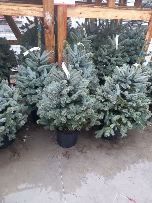 Vând brqzi verzi la ghiveci  și arginti