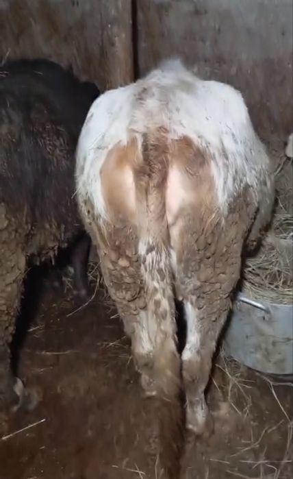 Продам 2 стельных телок