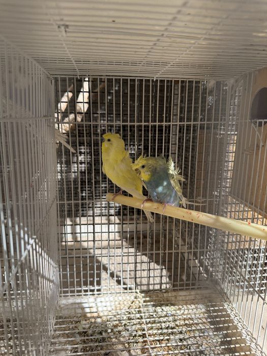 Продаю попугай бабочки