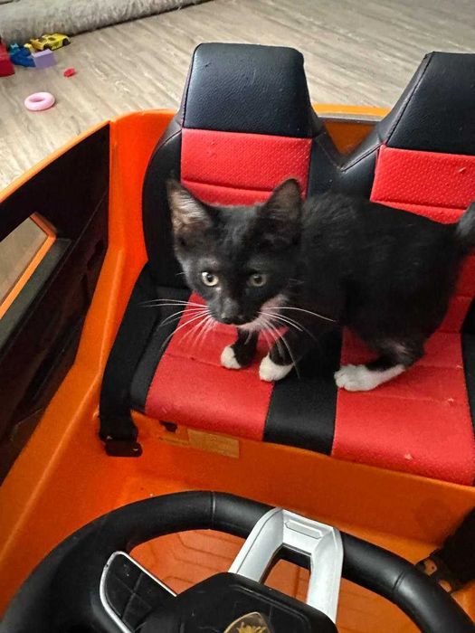 Отдам котят бесплатно
