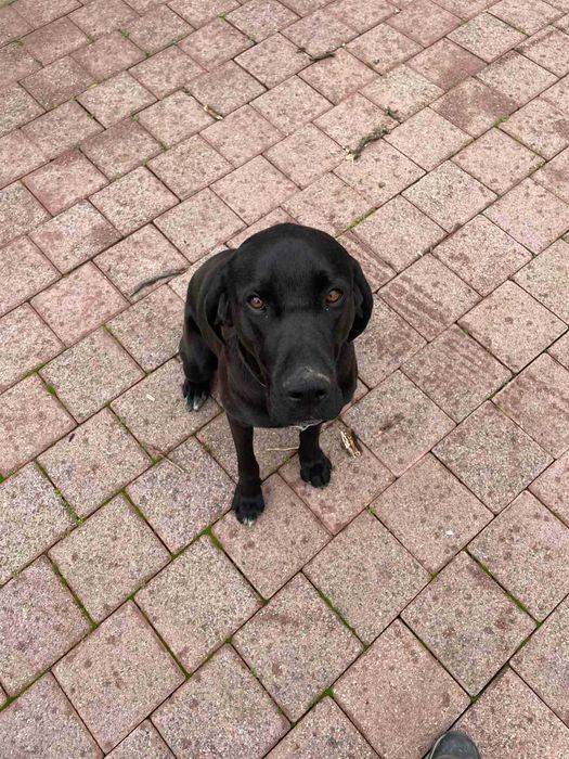 Куче Чейс си търси дом