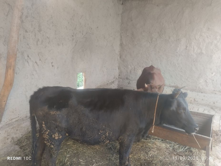 Gunojin semiz boqilgan