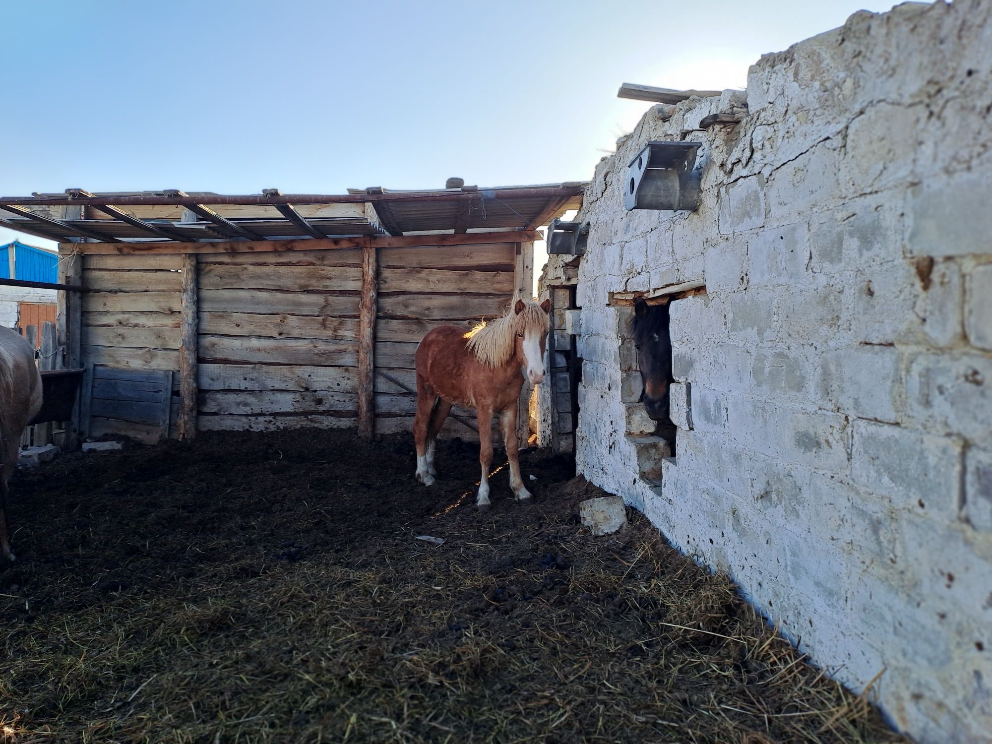 Продам кабыл с жеребятами