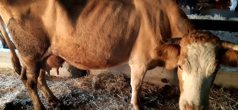 Vând vacă cu lapte gestantă