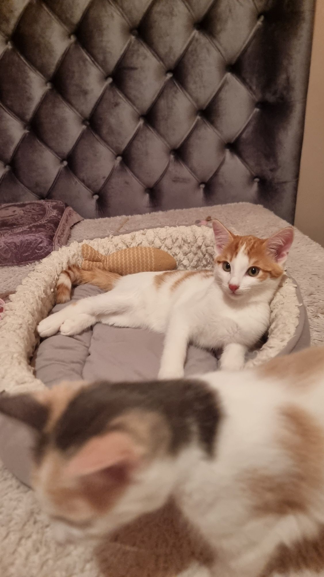 Домашние котята.