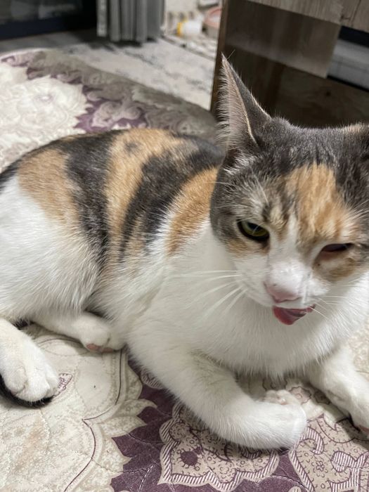 Кошечка бесплатно даром