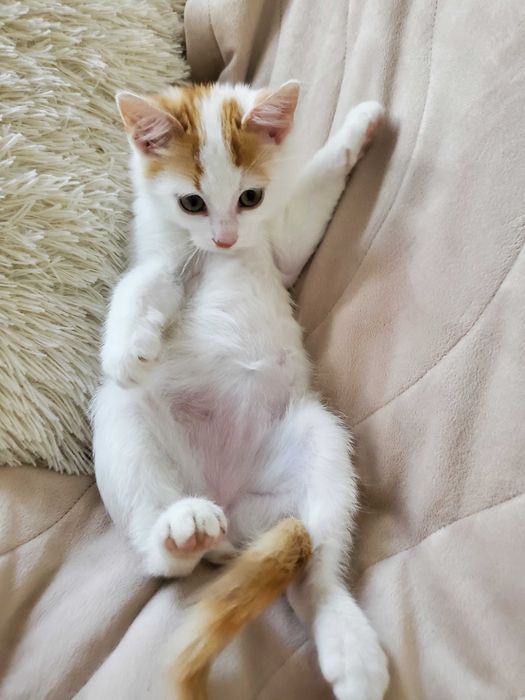 Очарователно рижо-бяло котенце търси дом.