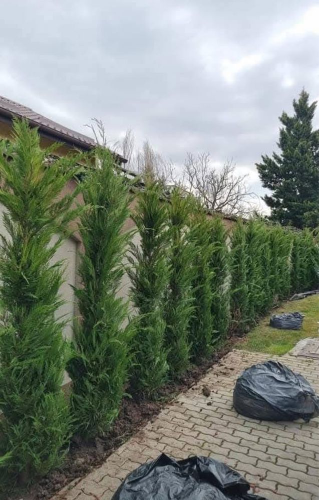 Leylandii chiparos
